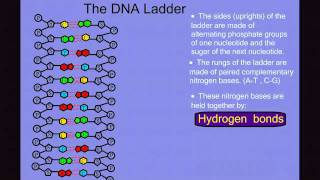 DNA Structure [upl. by Ahswat402]