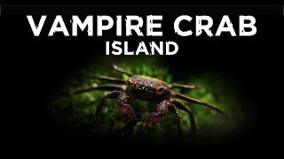 Vampire Crab Island  Aquascaping Paludarium with a Waterfall [upl. by Filipe]