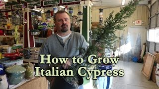 How to grow Italian Cypress Mediterranean Cypress with a detailed description [upl. by Ecitsuj]