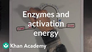 Enzymes and activation energy  Biomolecules  MCAT  Khan Academy [upl. by Nylirad968]