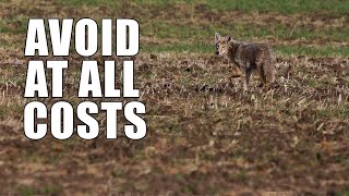 Beginner Coyote Hunting Mistakes  Part One [upl. by Llorrac919]