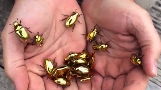 These are Rare Golden Scarab Beetles [upl. by Cocks]