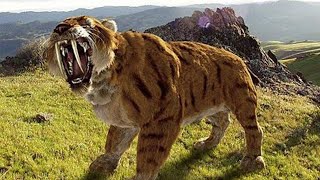 Sabertoothed Tiger  Prehistoric Cats Documentary [upl. by Barimah540]