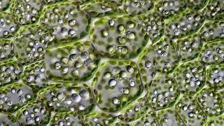 Leaf Cells Through a Microscope [upl. by Aiet]