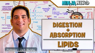 Lipoprotein overview biochemistry lipidmetabolism [upl. by Swayder]