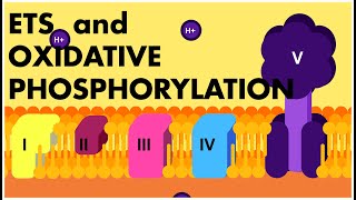 Electron Transport System ANIMATION  ETS and Oxidative Phosphorylation Class 11 Biology  NEET 2022 [upl. by Silvana567]