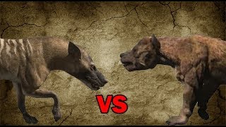 Hyaenodon vs Bear Dog  SPORE [upl. by Trometer]