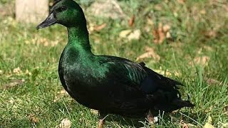 All duck breedsOver 45 breeds [upl. by Nickles]