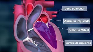 El CORAZÓN HUMANO partes aurículas ventrículos válvulas funciones anatomía [upl. by Snej285]