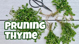 How to Prune Thyme [upl. by Bamberger]