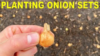 Planting Onion Bulbs A Complete Guide From Start To Finish [upl. by Annat]