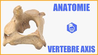 ANATOMIE  La vertèbre thoracique type T2 à T9 [upl. by Manoff]