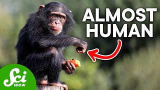 How Humans Are Almost Identical to Chimps According to DNA [upl. by Naoma]