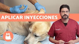 VACUNAR a un PERRO ¿cómo y cada cuánto  Consejos veterinarios [upl. by Assital]