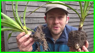 How to Grow Yucca Plants from Cuttings [upl. by Kcirttap]