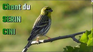 SERIN CINI chant [upl. by Thielen]