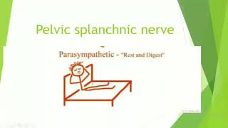 Parasympathetic Pathways Demystifying the Pelvic Splanchnic Nerve [upl. by Valleau]