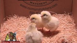 Delaware  Murray McMurray Hatchery [upl. by Mcmath]