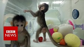 First monkeys cloned in Chinese lab  BBC News [upl. by Amargo]