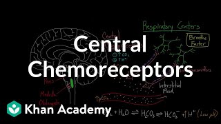 Central chemoreceptors  Respiratory system physiology  NCLEXRN  Khan Academy [upl. by Yesnik]