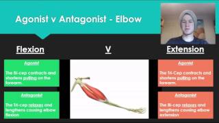 Anatomy 7  Agonist V Antagonist muscle pairs [upl. by Nosiddam]