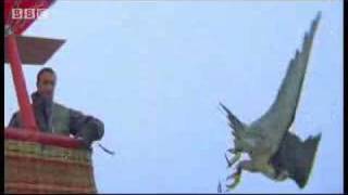 Birds  peregrine falcon dives at 180 mph  Ultimate Killers  BBC wildlife [upl. by Uella]