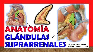 🥇 GLÁNDULAS SUPRARRENALES Anatomía ¡Fácil Explicación [upl. by Lilybelle]