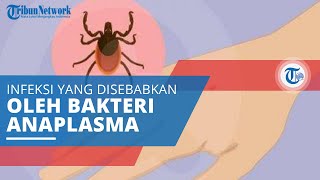 Anaplasmosis Infeksi yang Disebabkan karena Bakteri Anaplasma Phagocytophilum [upl. by Enyleve]