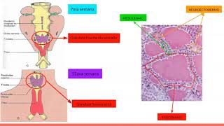 Embriologia del sistema endócrino [upl. by Snoddy]
