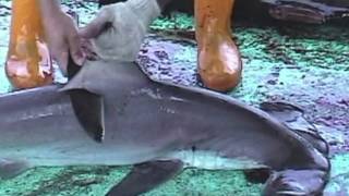 Over 73 Million Sharks Killed Every Year for Fins [upl. by Ripp]