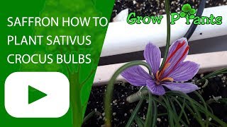 Saffron How to plant Sativus crocus bulbs [upl. by Dehsar]