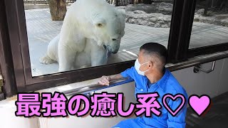 【奇跡のホッキョクグマ 】しろくまピースの名場面2020年上半期編。とべ動物園にて。 [upl. by Okiruy]