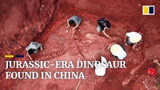 180millionyearold nearly intact dinosaur fossil unearthed in China [upl. by Nikolaos]