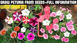 How To Grow Petunia From Seeds With Full Updates [upl. by Estell301]