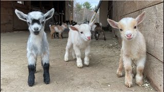 24 Curious goat kids [upl. by Puritan]