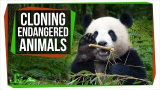 Why Can’t We Clone Endangered Species to Save Them [upl. by Lleral]