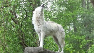 What 30 Wolves Howling Sounds Like [upl. by Filahk356]