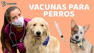 VACUNAS PARA PERROS CACHORROS Y ADULTOS  Lauvet [upl. by Aznarepse339]