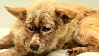 Dog infested with 100000 fleas makes remarkable recovery [upl. by Eimrots571]