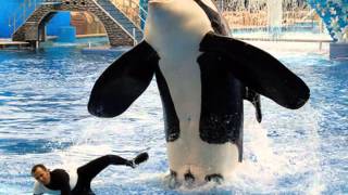 Captivity vs Wild Killer Whales [upl. by Walke]