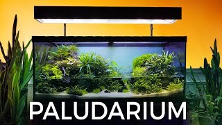 Guided Tour of this Stunning Paludarium [upl. by Aikemot]