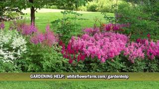 Cornerstone Astilbe Collection from White Flower Farm [upl. by Mont387]