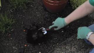 How to Plant Astilbe Bulbs [upl. by Eelik]