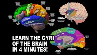 GYRI OF THE BRAIN  LEARN IN 4 MINUTES [upl. by Hedvige921]