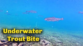 How to use Trout bait  UNDERWATER FOOTAGE [upl. by Airbmat]