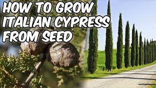 How To Grow Italian Cypress From SeedMediterranean CypressPencil Pine [upl. by Gaillard]