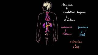 Introduction au système endocrinien [upl. by Fosdick501]