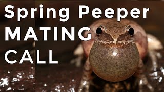 Spring Peepers  Sounds and Calls  1 Hour Uninterrupted [upl. by Adlare]