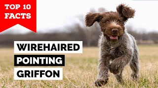 Wirehaired Pointing Griffon  Top 10 Facts [upl. by Zenas]