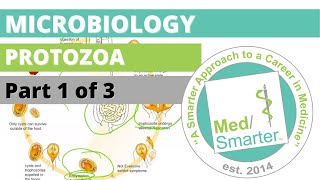 Protozoa  Microbiology  USMLE STEP 1  Part 1 of 3 [upl. by Godber]